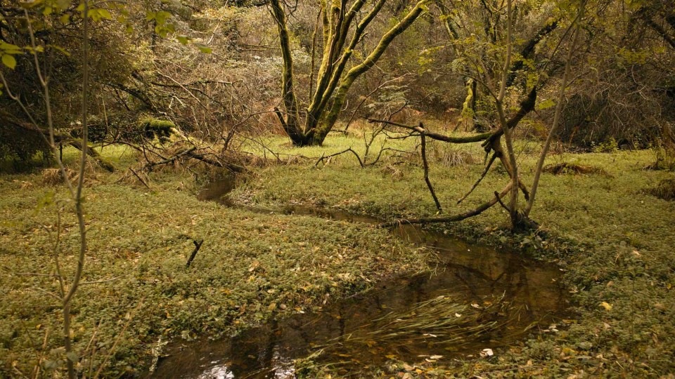 sinuosité du cours d'eau en tête de bassin (Querrien, 20121017)