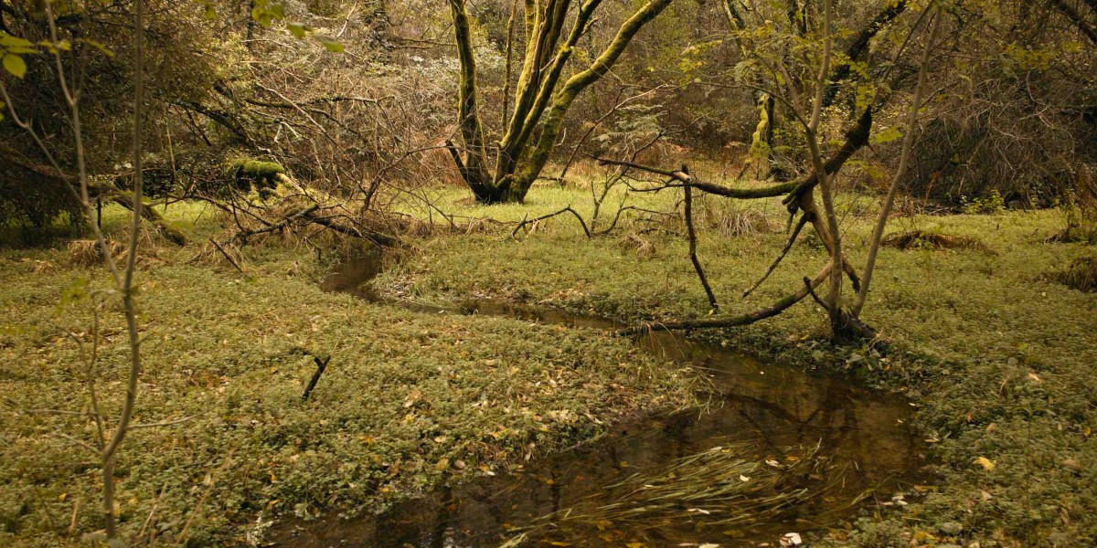 sinuosité du cours d'eau en tête de bassin (Querrien, 20121017)